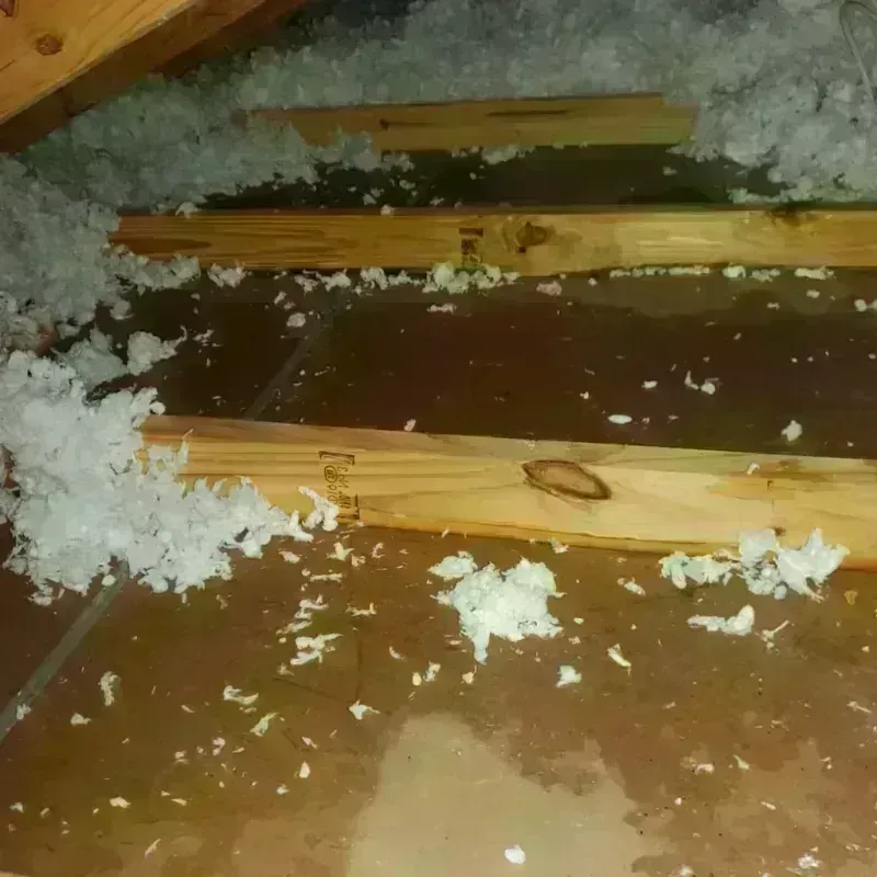 Attic Water Damage in New Smyrna Beach, FL