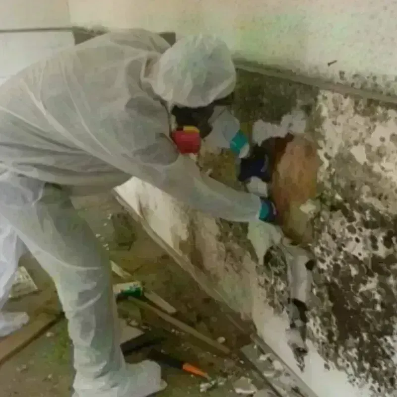 Mold Remediation and Removal in New Smyrna Beach, FL